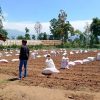 Jual Tanah Seluas 269 tumbak Jarang Ada di Lembang Kabupaten Bandung Barat